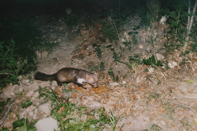 cercasi foto faina e tasso disperatamente